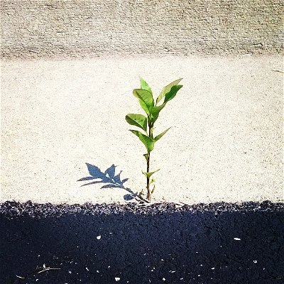 Life will always find a way.