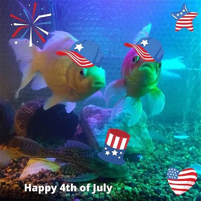 Happy 4th of July Everyone... #beastronicaquatics #4thofjuly
