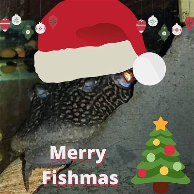 Merry Fishmas Everyone... #beastronicaquatics #merrychristmas #merryfishmas
