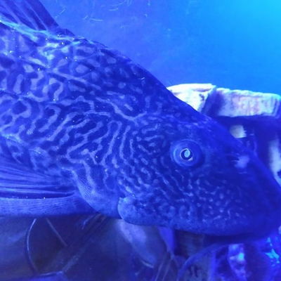 Happy Birthday James T. Kirk. Our favorite pleco. Plecothoughts  #pleco #happybirthday #jamestkirk #beastronicaquatics