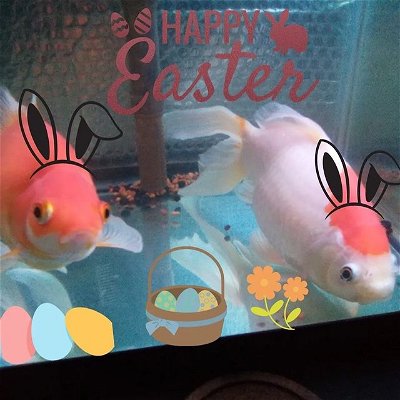 Happy Easter everyone... #easter #goldfish #pleco #beastronicaquatics