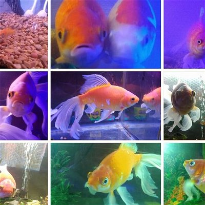 Our Phelps, you were one of the most amazing goldfish. You will be missed. We will never forget all the memories of you. 🧡🧡🧡🧡

#goldfish #beastronicaquatics #beastronic #beastrons #phelps #graveltiger