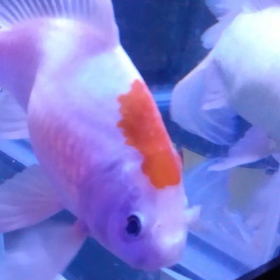 Here is Jaws, James T. Kirk and our new fish Ricky and Bubbles. #goldfish #pleco  #jaws #jamestkirk #ricky #bubbles