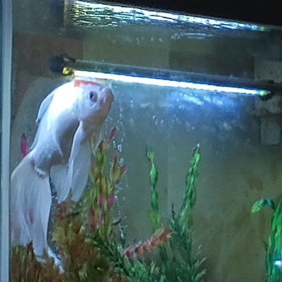 Jaws, Bubbles, Ricky and James T. Kirk. #jaws  #pleco #jamestkirk #plecothoughts #goldfish #beastrons #beastronic #ricky #bubbles  #trailerparkfish