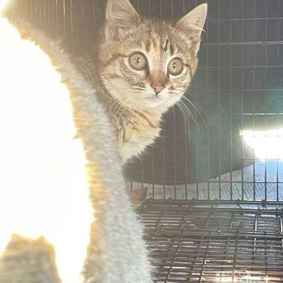 *TNR (Trap, Neuter, Return/Rehome?) [We will assess friendliness] and fvrcp+rabies shots for this kitty - from colony 3. If anyone is interested in semi-feral/ferals for a barn home please dm me. Willing to travel for good barn homes*

*Photo taken before surgery*

*Colony safety tip*
Do not post your colony location or post pictures with identifying markings/street signs/buildings