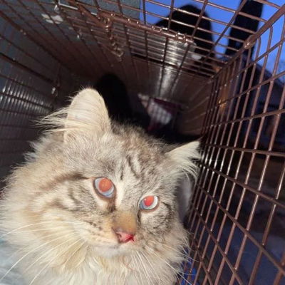 *TNR (Trap, Neuter, Return/Rehome?) [We will assess friendliness] and fvrcp+rabies shots for this kitty - from colony 2. If anyone is interested in semi-feral/ferals for a barn home please dm me. Willing to travel for good barn homes*

*Photo taken before surgery*

*Colony safety tip*
Do not post your colony location or post pictures with identifying markings/street signs/buildings