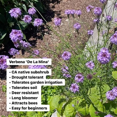 Verbena 'De La Mina' is an easy California Native plant for the home garden. Learn more about this plant and how to maintain it.
#canativeplants #canativegarden #verbena #bayareagardening #bayareagardens