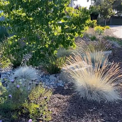 Low water can be beautiful 💕

Today we checked in on this garden that has mostly California native and Mediterranean climate plants. A year old, it is already a showstopper for passerby, my lovely clients have noted. This dry creek that reused some of their existing river rock is a focal point for native plant enthusiasts who don't mind taking a selfie or two in front of it. 📷

Our client has also benefited from the landscape rebate by converting their previous lawn and sprinklers to water efficient drip irrigation. 💦

We are happy to see it grow and develop into a peaceful space that the couple can enjoy as they head into retirement. 🥰

Thanks to Javier for installing the garden. We lucked out and got nearly perfect plants, including heathy specimen Cercis trees, from @devilmountainnursery 💯

Stay tuned for updates. It's going to be amaze balls in Fall/Winter and suuuper dreamy. I promise 🦄

#canativeplants #canativegarden #bayareagardens #bayareagardening #sunnyvale #curbappeal #landscapedesign #drycreek #meadowgarden #landscaperenovation #droughttolerantlandscape #droughttolerantplants #siliconvalley #apld