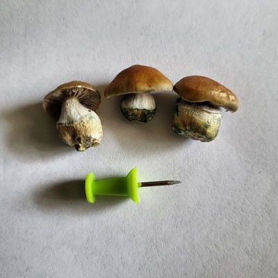 Tiny babies 👶 
.
.
.
.
.
.
.
.
#mushrooms #shrooms #fungi #mycology #tiny #fart #mushroomart #mushrooms🍄 #trippy