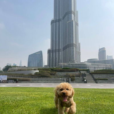✈️🐶 Honey's taking her talents to Dubai! From UK cuddles to desert dreams, this pup's on a global adventure. 🏜️🌍 First stop: a quick sightseeing stroll to take in the views. Now, it's time for Honey to find the paw-fect cozy spot and snooze off that jet lag! 🛏️😴 #HoneysGlobetrottingTales #JetLagSnooze #FromUKtoDuba 

As always we cannot forget to thank our colleagues at @Pets Abroad UK and @emirates for making sure Honey had a smooth departure and flight.

#LHR ✈ #DXB 

#pawsomepetsuae #petrelocationsuae #ipata #petimportuae #petexportsuae #pettravel #petcargo #ata #airpets #internationalpetrelocation #petshippingexperts