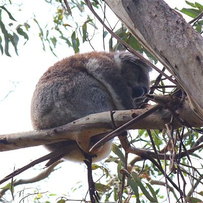 Dom and I found a sleepy Koala in a tree whilst out on our adventures!

#Wildlife #wildlife #wildlifephoto #koala #koalabears