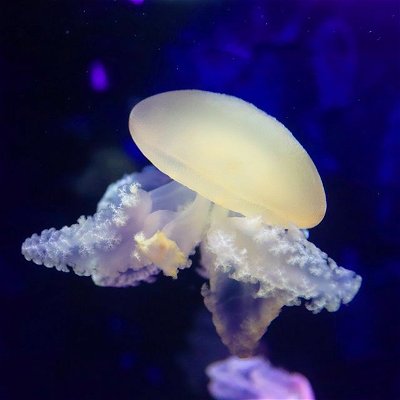 Just another little guy!

#photography #sealife #sealifeaquarium #ocean #sea #naturephoto #naturephotography #underthesea #jellyfish #jellyfishes #justalittleguy #colourgrading #photographers #photographer #marinelife #marineanimal