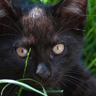 meow 

#cat #kitten #grass #blackcat