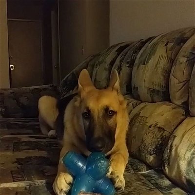Spoiled doggo chewing his toy and fighting his sleep.