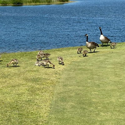 Would you donate a ball or risk getting attacked if your ball lands between the baby geese with mom right there? 

For those that aren’t familiar with Canadian geese and they scarier than they look when you get too close. They also know it’s illegal to ever harm one so they run the show around here 😂 

This hole is always full of them and no matter how hard I try I always end up between the group. I usually donate a ball but risked it here and I shouldn’t have. Mama bird came hissing at me and I chicken out and ran off 😂 let me know if you’d be braver than me haha 
.
.
.
#golfproblems #canadiangeese #canadagoose #canadasguarddogs #golf #golfaddict #golfstagram #canadagolf #golflife #legendsonthenigara #ussherscreek #niagaragolf #niagaraparks #instagolf #couplesthatgolf