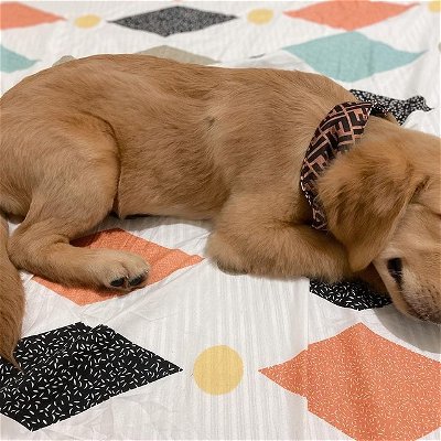Hello, cozy gamers! 💛💜
.
[Switch Content Break!]
.
Today, we brought Eggbert Harper home. He is our 4 months old Golden Retriever. 🍳 And yes, his name is inspired by EGGS, we wanted his name to sound as dorky as much as possible. 🍳🍳🍳
.
.
Please check out my gaming partners:
💟 @amber.plans
💟 @kaylacasually
💟 @vepaaw
💟 @oreos.gaming
💟 @thaqueenofsauce
💟 @alessandracrossing
💟 @canvasesxconsoles
💟 @gamergirlgale
💟 @shalou_games
💟 @oktipiegames
💟 @gamingwithjan_
.
.
🧿🧿🧿
#cozygaming #ninstagram #gamersofinstagram #girlgamer #aestheticgaming #cozygames #instagaming #smallstreamer #twitchstreamer #nintendo #nintendoswitch #sdv #stardewvalley #nintendodirect #nintendoswitchlite #nintendogames #nintendogames #cozygaming #dogsofinstagram #gamersofinstagram #girlgamer #aestheticgaming #cozygames #cottagecore #computer #cpu #cozy #acnhinspo #cozygrove #sims4 #lgbt #keyboard #goldenretriever #goldenretrieverpuppy #nintendoinspired