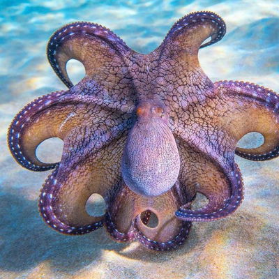 Octopusssssy amiright?

Hey so Poopdeck is tn 9pm Eastern time 

Join the Dutch on this great day!
#pirateradio #poopdeckradio