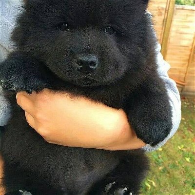 🐻 Unbearably cute #puppy
.
.
.
#dogsofinstagram #dogs #cute #dog #puppy #fun #spring  #love #beautiful #weekend #instagood #photography #puppylove #pupper #blessed #food