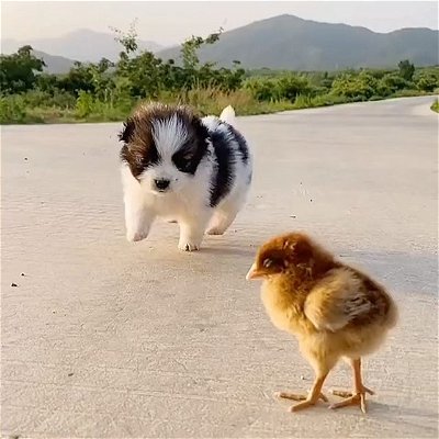 🐶🐣 cute #puppy and chick
.
.
.
#dogsofinstagram #dogs #cute #dog #puppy #fun #spring  #love #beautiful #weekend #instagood #photography #puppylove #pupper #blessed #food