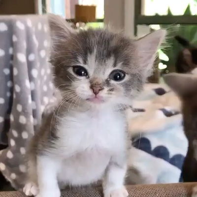 💕 🐱 #kitty #meow 
.
.
.
#cute #cat #cats #fun #fall #love #beautiful #weekend #instagood #cutest #photography #catsofinstagram #kitten #happy #pumpkin #coffee #hellokitty #tacotuesday #hellokittylover
