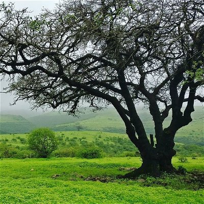 منطقة شير قرب وادي غير، طبيعة خضراء على مد البصر و ضباب كثيف 😊🌳🍁
#قرية_شير #وادي_غير #صلالة #طبيعة #اشجار #عمان #خريف_صلالة 
#oman #salalah #tree #nature