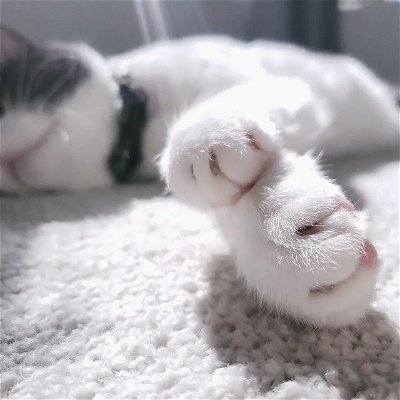 Toe beans

#catsofinstagram #cats🐱 #adoptdontshop #sleepingbeauty