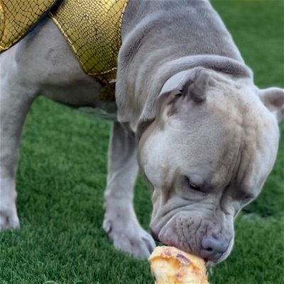 #ALPHA americanbully from #houseofdragon eating his bone. #pittbull #pittofinstagram