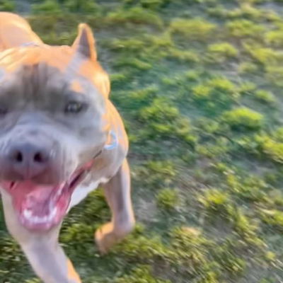 #ALPHA out there getting his #cardiofriday #americanbully #pittbull #bulliesofinstagram