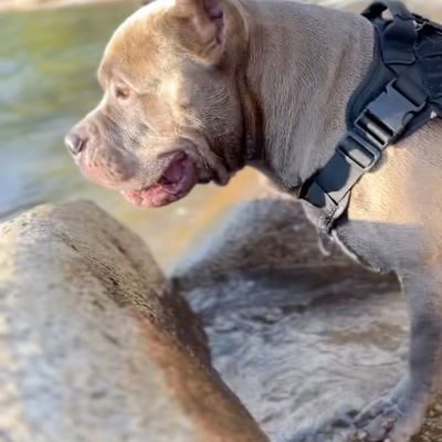 #ALPHA #alphaamericanbully playing with water 💦 #Tahoe #soutlaketahoe