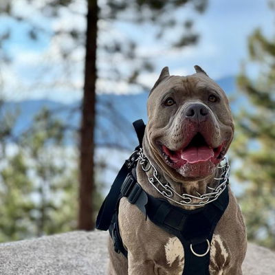 #ALPHA out here working to create content. #alphaamericanbully #southlaketahoe #tahoe #chimeneybeach