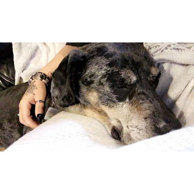 Said goodbye to my first fur baby & one of my best friends today. You were the best boy and I couldn’t have asked for a better partner for the last 12 years. Love you my boy, I sure am gonna miss you. RIP Rascal 💙