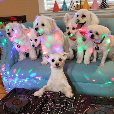 It's 'Crystal Clear' my Dog is a Party Animal 🥳🎧🐶 #HappyInternationalDogDay

Track ID - Crystal Clear by @djmelodie & @djyelow 

*.♡.*.♡*.♡*.♡*.♡*.♡*.♡*.♡.*.♡*.♡*.♡*.

#internationaldogday #djpearl #dogsofinstagram #doglife #dog #partyanimal #vocaltrance #trancemusic #trancefamily #trancefamilysf #djing #djequipment #pioneerdj #djgear #djsetup #partying #djbooth #xdjrx2 #doglove #cutedogs #maltese #chihuahua #music #musicproducer #edmlife
