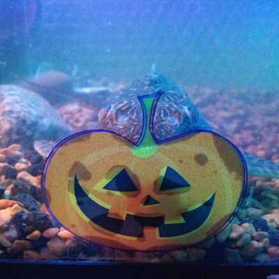 I know I have shared this before, but it is one of my favorite pics of James T. Kirk hiding behind a pumpkin sticker. #pumpkin #pleco #SpookySeason