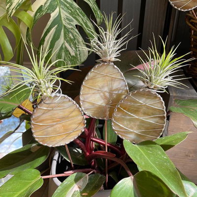 ✨🍍Pineapple airplant holders! There’s a few of these guys looking for homes. Once they’re gone they won’t be back until April of next year 

😌 if it’s too cold in your area to ship the airplant, no problem! You can acquire the pineapple without an airplant and pick up an airplant local to you! 🫶🏻🫶🏻

Not only are these pineapple plant stakes super cute and fun but they are the perfect way to display and grow tillandsias, you can keep them within your plant collection while providing them with a mount which they prefer. Once they acclimate they will actually attach their roots to the glass! 
So neat ☺️☺️
.
.
.
.
#stainedglass #glassart #airplants #tillandsia #plantstakes #plantsmakepeoplehappy #houseplantclub #plantsofinstagram #copperfoil #soldering #handmadegifts #uniquegifts #giftsforplantlovers #plantaccessories #ionantha #glass