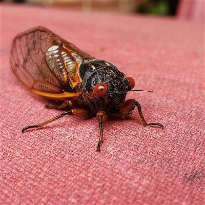 A cicada, if you've never seen one