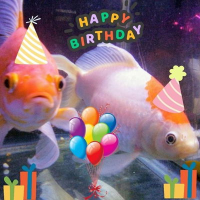 Happy Birthday human... @smashomash
#graveltiger #phelps #beastrons #comet #goldfishofinstagram #jaws #jawsattack #goldfish #