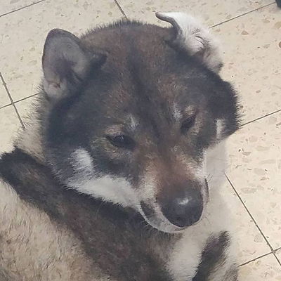 Nefnef is sleepy today and has a bad hair day. 🥰🐺😁😂😘 #shikoku Thanks to @cyril_malka