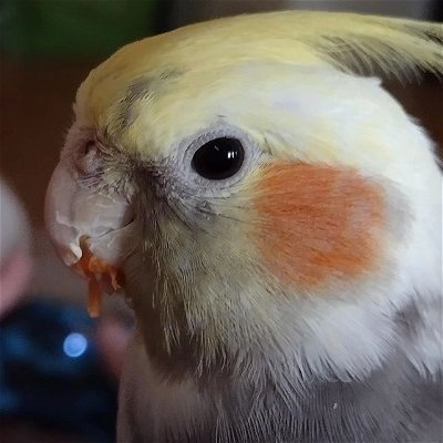 Bowie Slayer of Carrots.

 #Cockatiel #Parrot #Birds #Pets