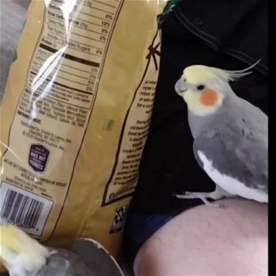 Bird.exe has stopped working. 

My pretzels. D: 
#Cockatiel #Birds #Pets #Parrot