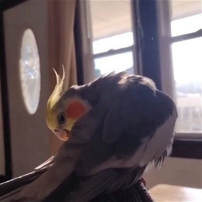 Early Mornings with Sinatra.

#Cockatiel  #Birds #Pets #Parrots #Sun #Mornings