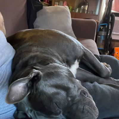 Such a lazy dog lol