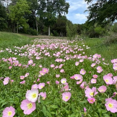 Wildflowers bloom in Spring @peasepark in the West Campus area, Austin Texas.