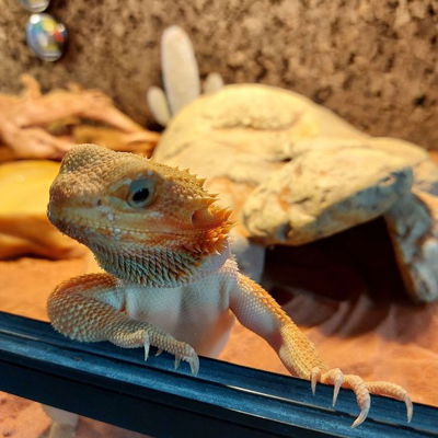 Bearded Dragon called Mexy (probably 7 months old)

It's NutsJr's pet and he adores her the same amount she adores him❤️💙

Difference between pic 5 and 6 is 5 weeks; between pic 6 and 7 is 6 weeks... She's growing so BIG!
