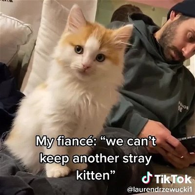 Here’s to finding kitties a new home on #InternationalCatDay 🤗 🐱

🎥: @laurendrzewucki1 on TikTok