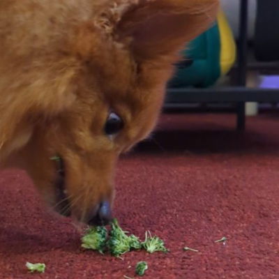 Kota having a little broccoli snack 🥦 
He messes up his veggies 😎 #dogasmr #dogtreat #asmr #broccoli