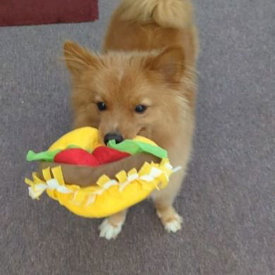 Taco time is serious business 😤 
#dogtoy #dogsofinsta #maltipom