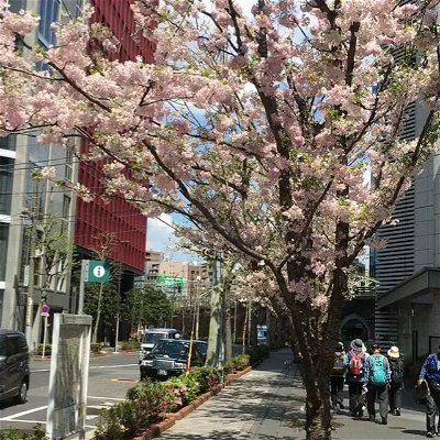 Japan Virtual Tour: Japan Sakura Tree Reel Sakura Blossom 
#japantravel
#sakurareel #sakurareels #sakuratrees #sakuratrees🌸 #traveljapan🇯🇵 #sakuratrees #japanreel #japanreels #sakuravideo #sakuras #sakuraseason🌸 #sakuraseasoninjapan #sakuraseason #reelofinstagram #reelitfeelit #réel #travelreelsoninstagram #travelreel #traveltreels #instareel #instareels♥️ #japansakura #outdoorreels❤️✨ #outdoorreels #destinationreels #destinationreel