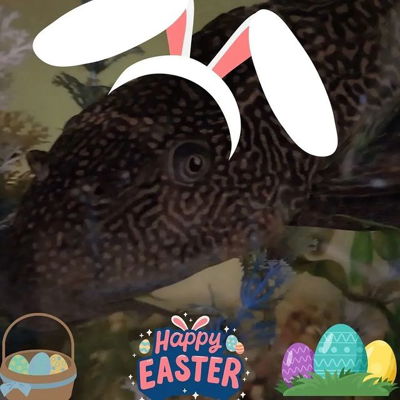 Happy Easter, humans. #commonpleco #commonplecostomus #bean #plecos #jim #jamestkirk #plecoslife #jimbean #easter
