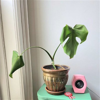 new plant baby 🌱

one of the best parts of living in a new place... accumulate all the plants!! :D
.
.
.
#bewwykawaii #cuteaesthetics #cutesetup #cozygameraesthetic #deskaesthetics #deskspace #desksetup #kawaiistyle #kawaiilifestyle #kawaiiaesthetics #houseplantaddict #houseplantlove #pinkaesthetics #pastelaesthetics