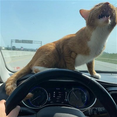 This existential crisis is life between the posts. We are all cats on the dashboard of life.